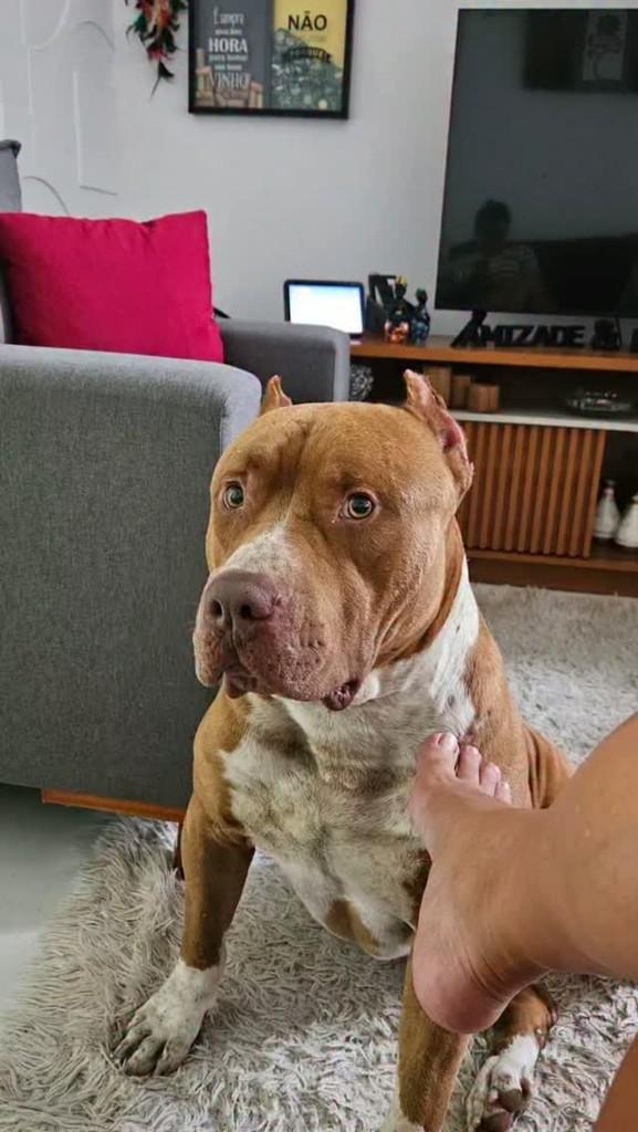 Thor, cachorro de porte grande para adoção em Mangaratiba - RJ