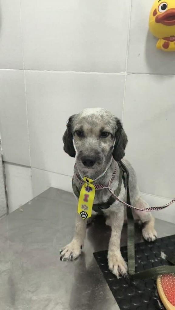 Candinho, cachorro de porte pequeno para adoção em Rio de Janeiro - RJ