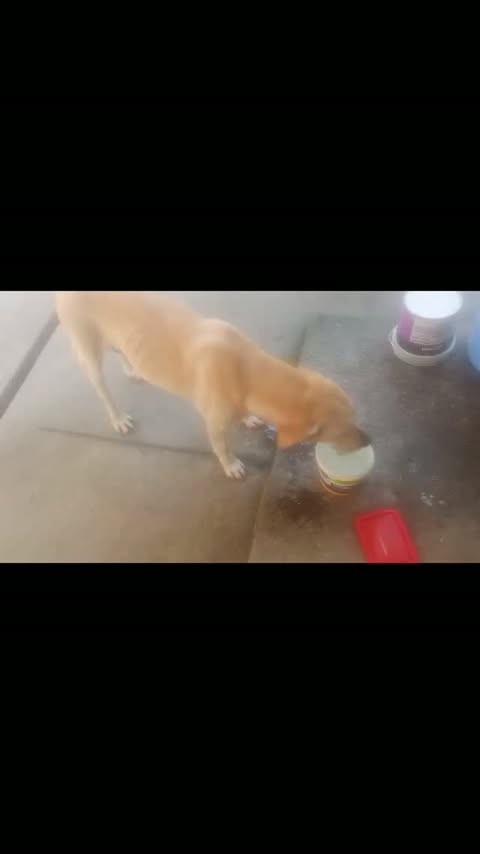 Doguinha, cachorro de porte grande para adoção em Rio de Janeiro - RJ