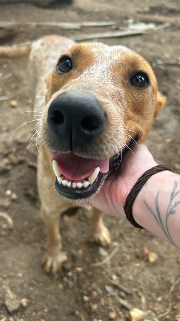 Brutus, cachorro de porte pequeno para adoção em Lages - SC