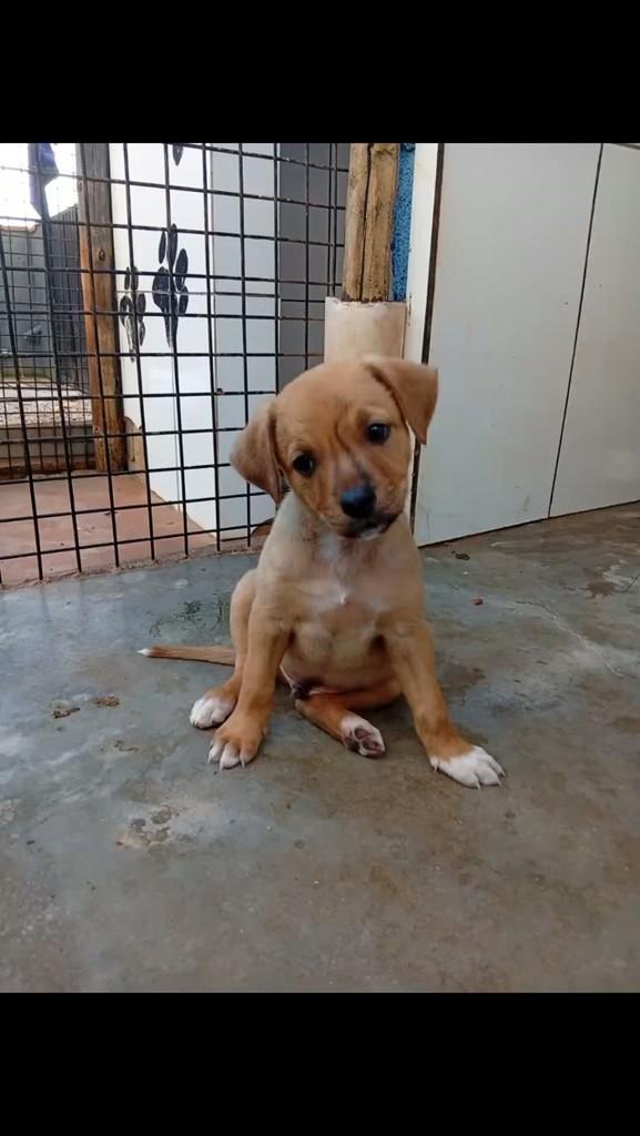 Chico, cachorro de porte médio para adoção em Nova Lima - MG
