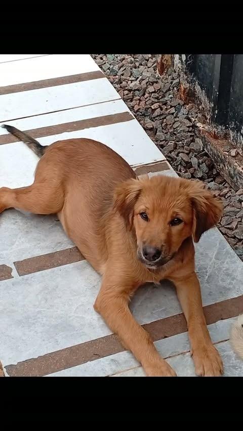 Nagalle, cachorro de porte médio para adoção em Nova Lima - MG