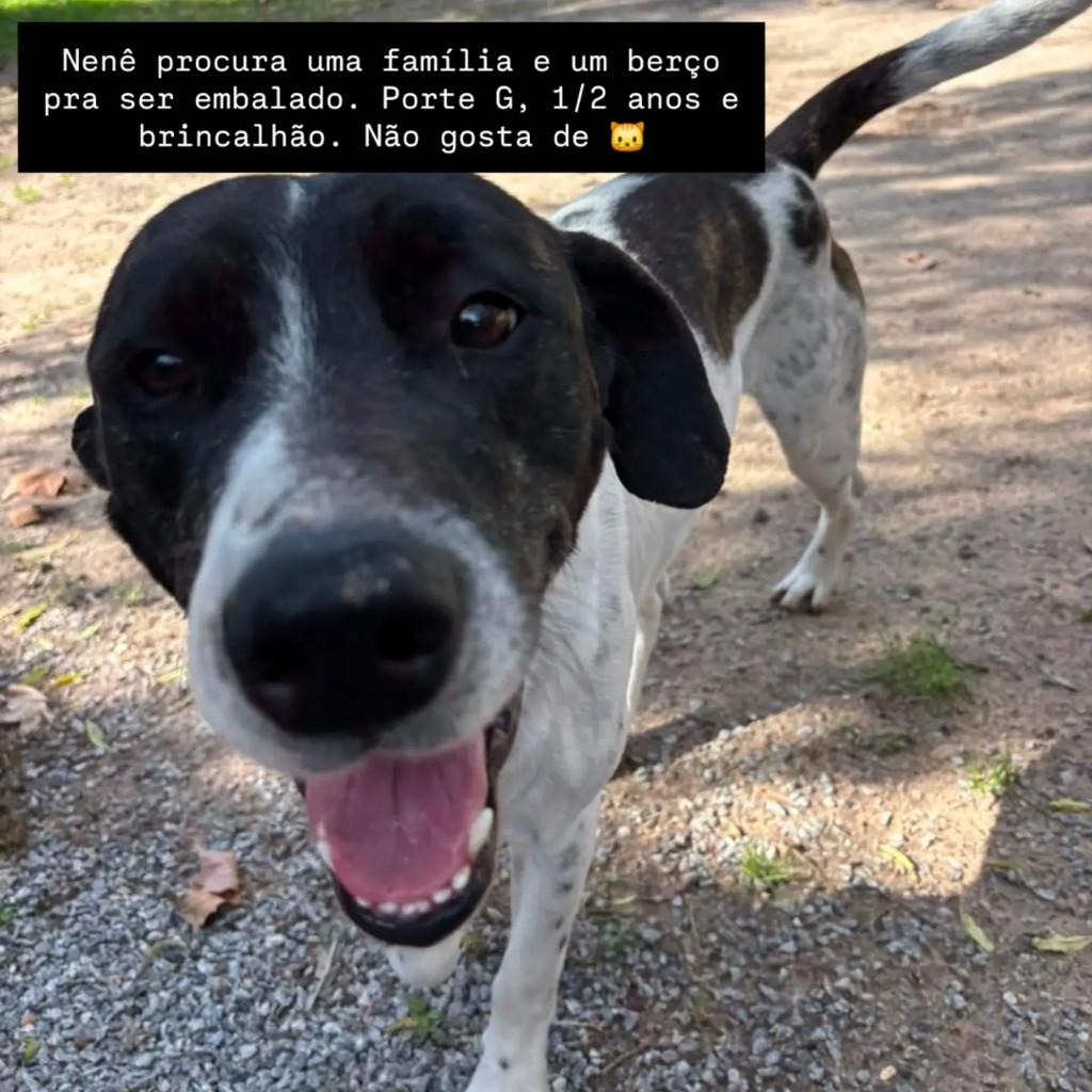 Perdigueiro da Shopee, cachorro de porte grande para adoção em Pelotas - RS