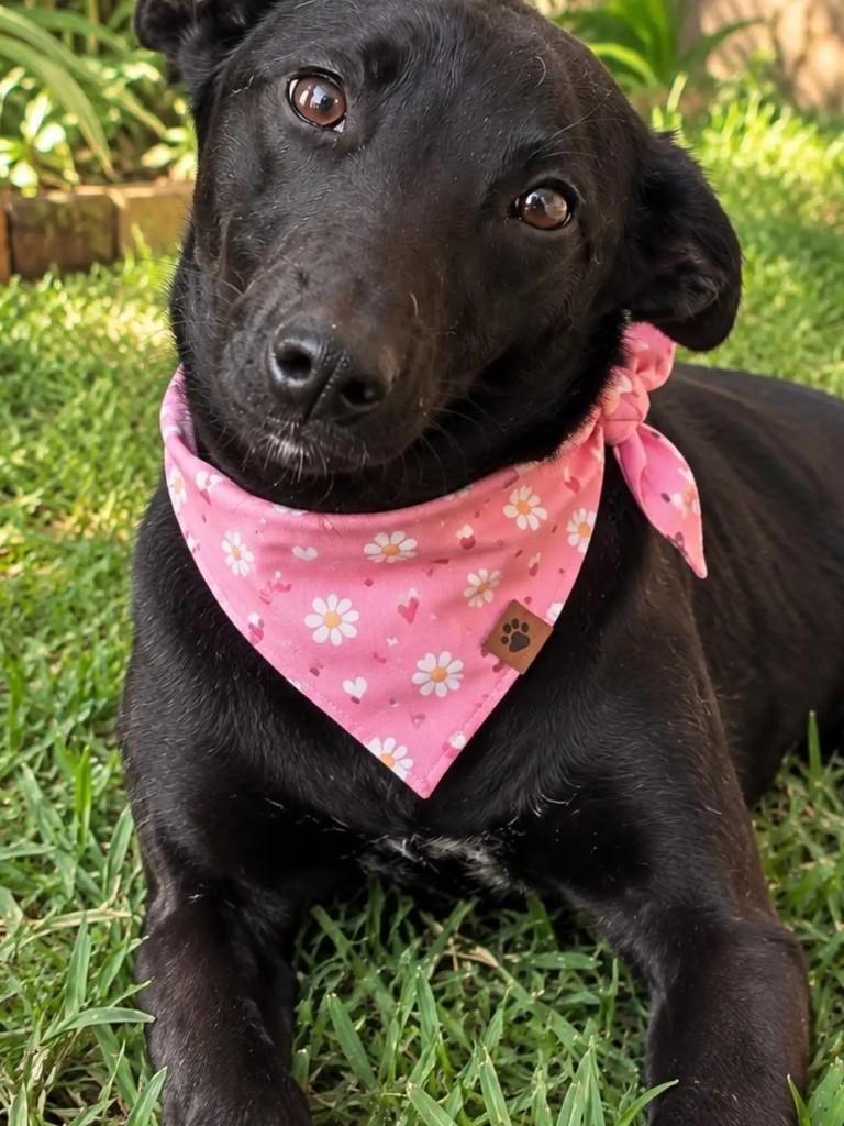Pretinha, cachorro de porte pequeno para adoção em Pelotas - RS — foto 2 de 5