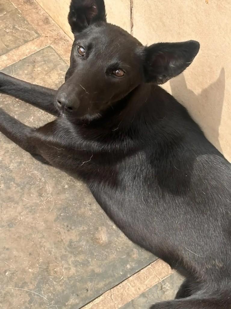 Pretinha, cachorro de porte pequeno para adoção em Pelotas - RS — foto 3 de 5
