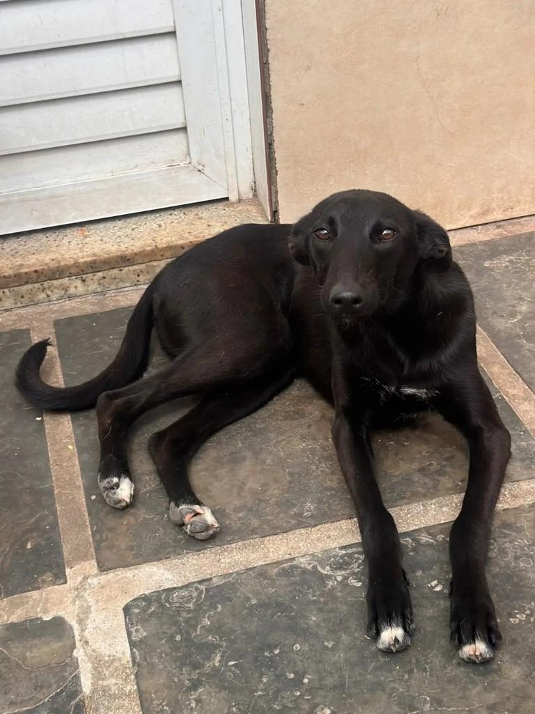 Pretinha, cachorro de porte pequeno para adoção em Pelotas - RS — foto 4 de 5