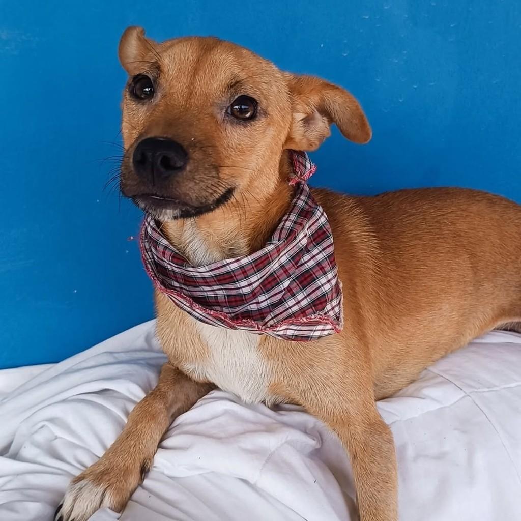 Faísca, cachorro de porte pequeno para adoção em Gravataí - RS