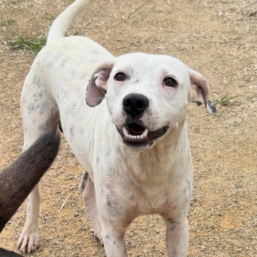 Flocos, cachorro de porte médio para adoção em Gravataí - RS