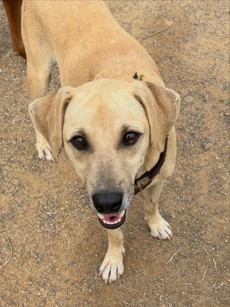 Amarelo, cachorro de porte médio para adoção em Gravataí - RS