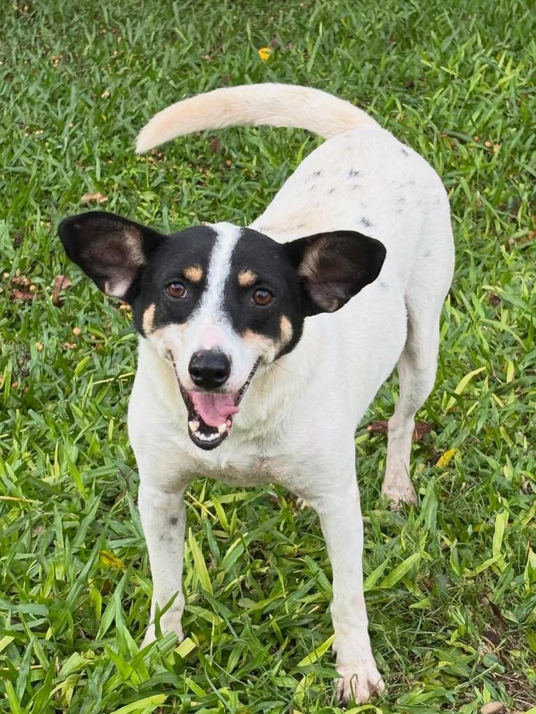 Chiquinho, cachorro de porte médio para adoção em Gravataí - RS