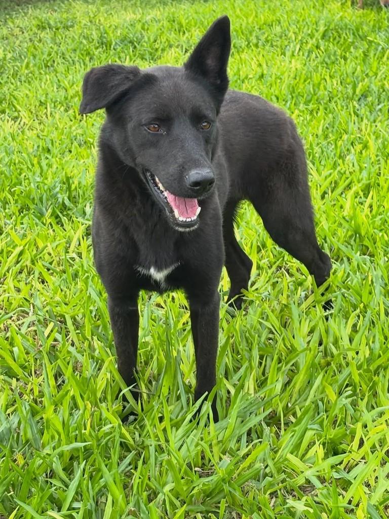 Luna, cachorro de porte médio para adoção em Gravataí - RS