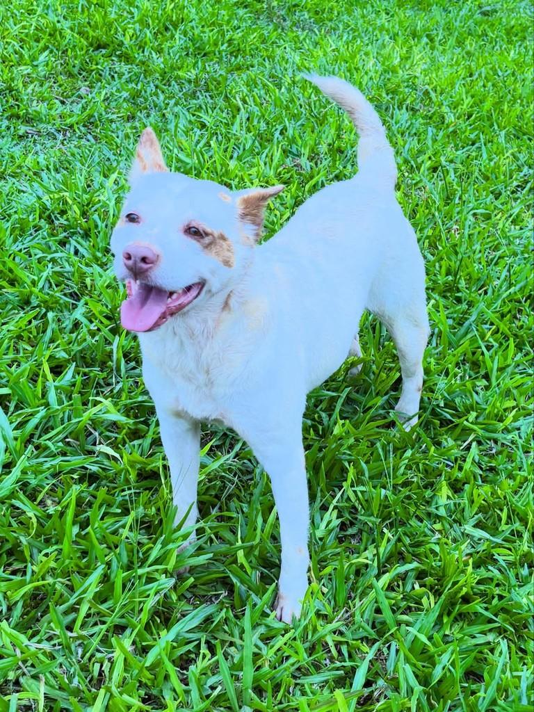 Branquinha, cachorro de porte médio para adoção em Gravataí - RS