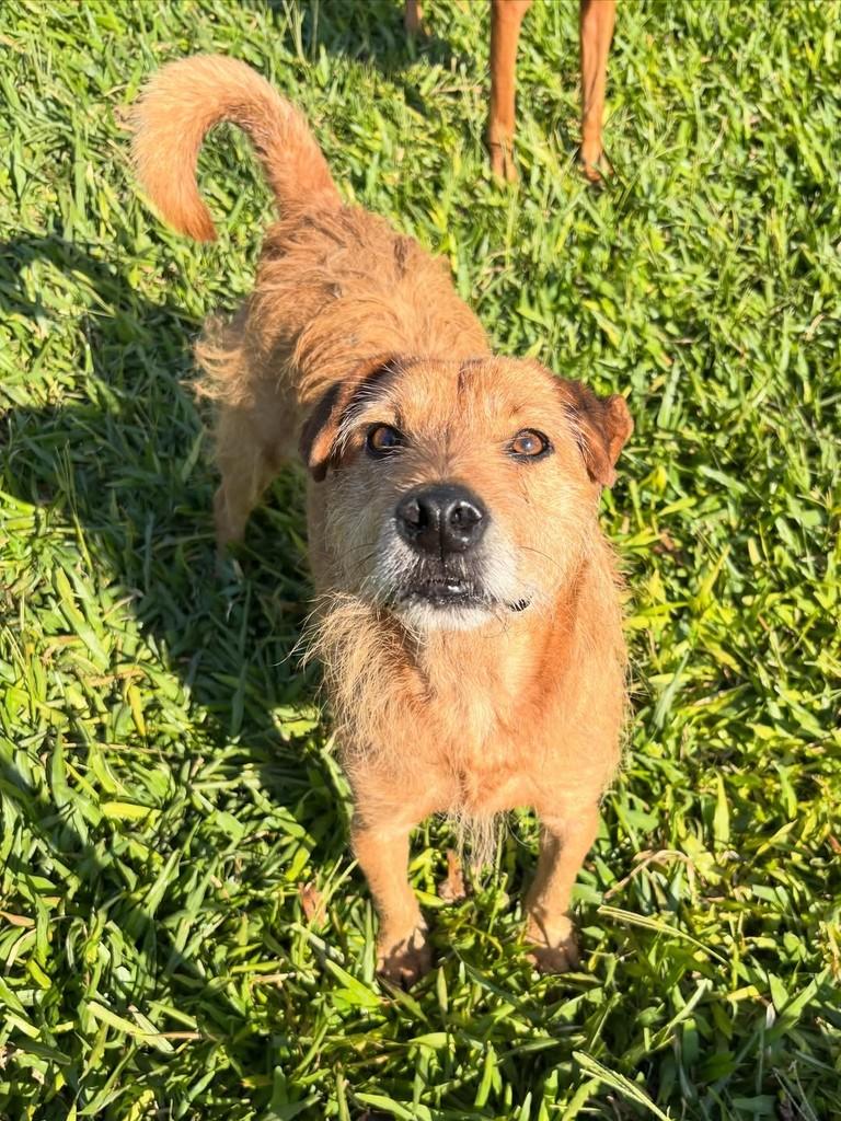 Fiapo de Manga, cachorro de porte médio para adoção em Gravataí - RS