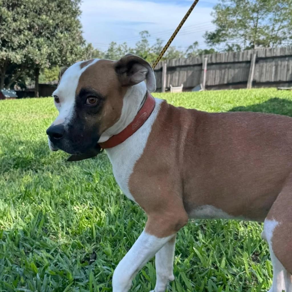 Polenta, cachorro de porte grande para adoção em Gravataí - RS