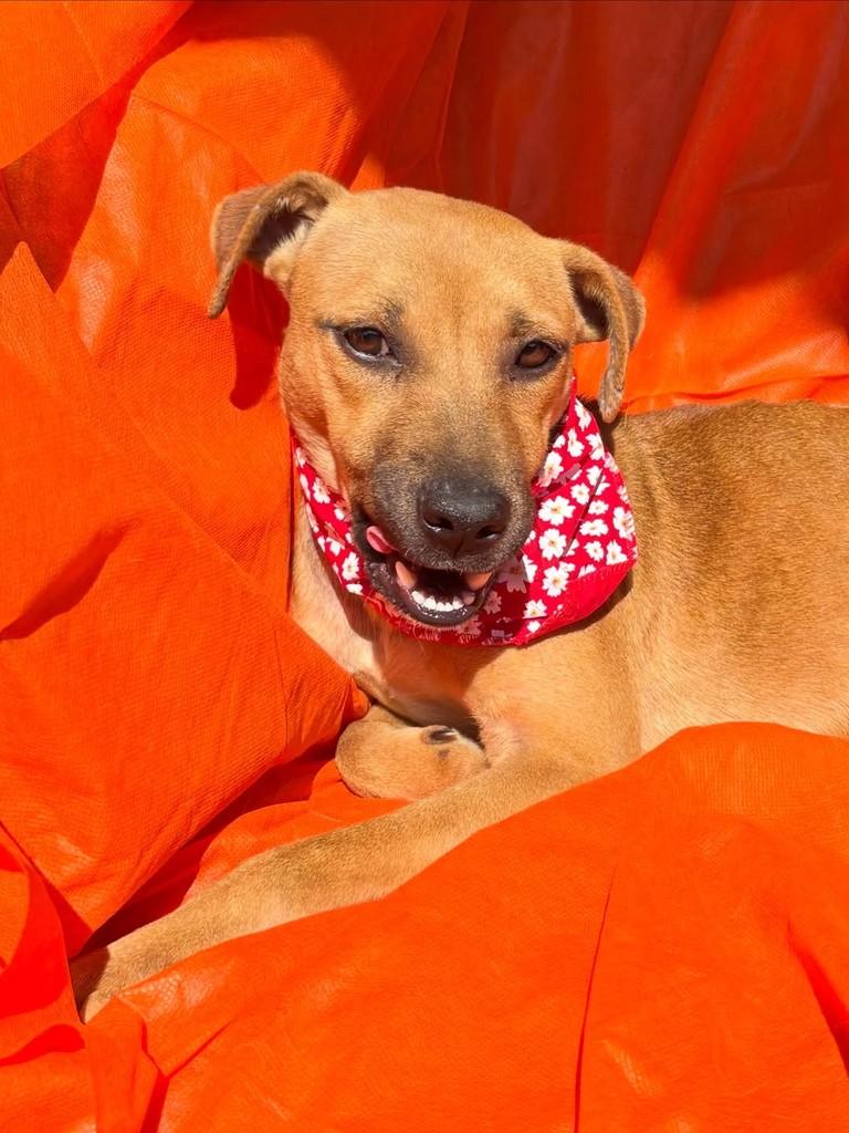 Caramela, cachorro de porte médio para adoção em Gravataí - RS