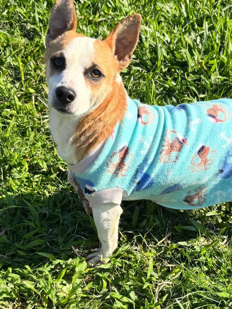 Neymar, cachorro de porte pequeno para adoção em Gravataí - RS