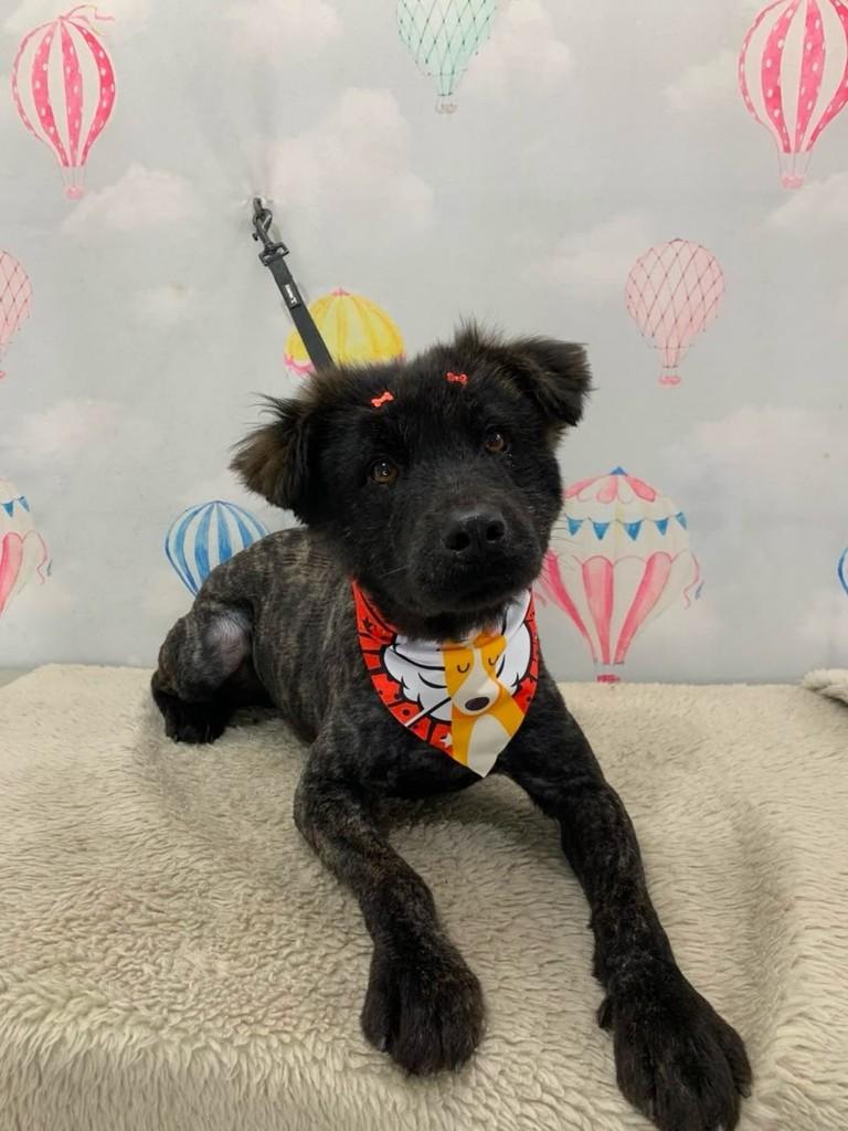 Tufinho, cachorro de porte médio para adoção em Gravataí - RS