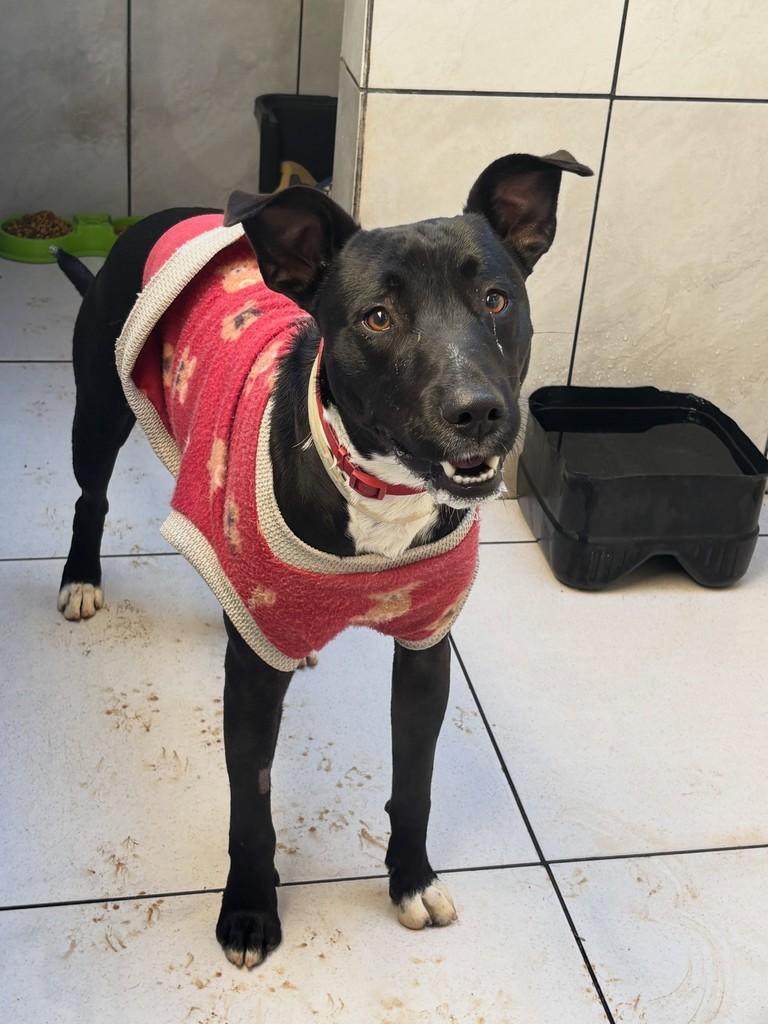 Boby, cachorro de porte médio para adoção em Gravataí - RS