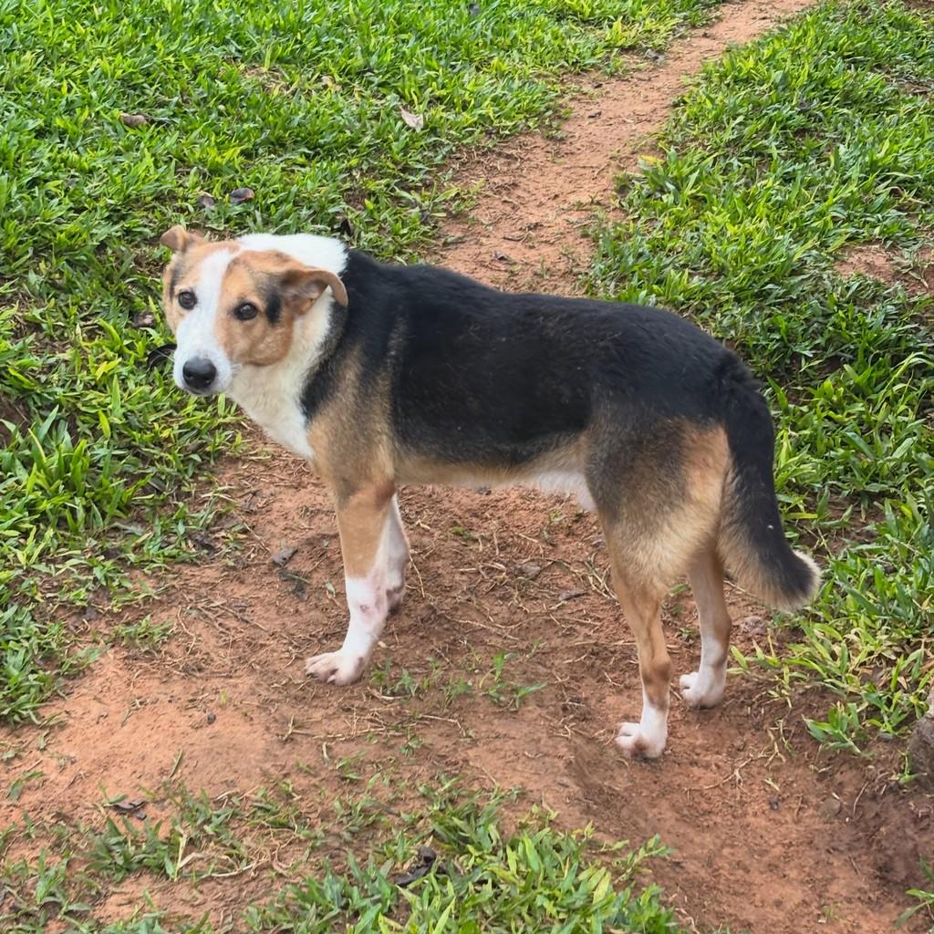 Manu, cachorro de porte médio para adoção em Gravataí - RS