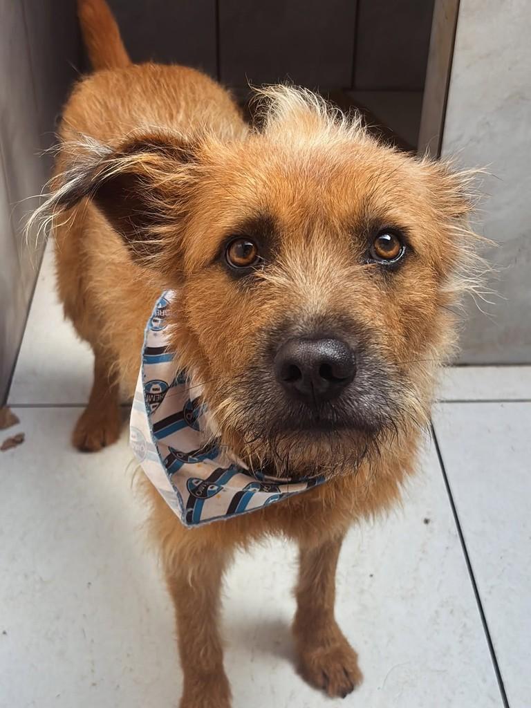 Bruce, cachorro de porte médio para adoção em Gravataí - RS