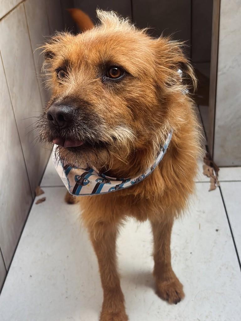 Bruce, cachorro de porte médio para adoção em Gravataí - RS — foto 2 de 2
