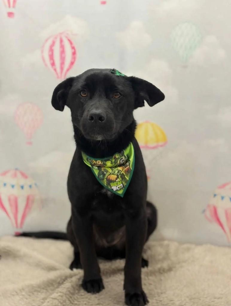 Buiu, cachorro de porte médio para adoção em Gravataí - RS — foto 2 de 4