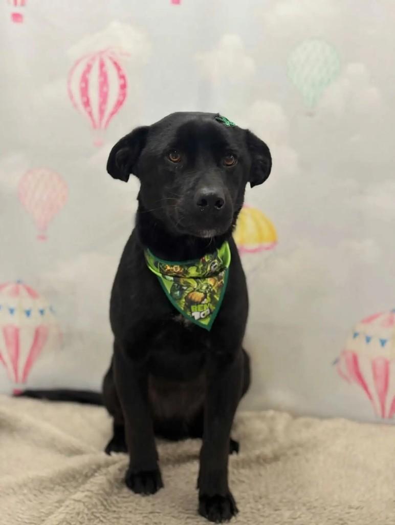 Buiu, cachorro de porte médio para adoção em Gravataí - RS — foto 4 de 4