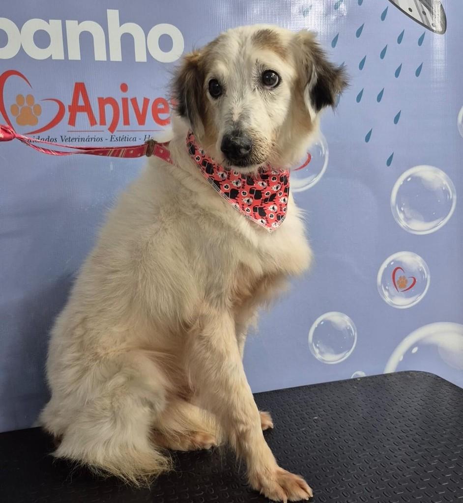 Zeca, cachorro de porte médio para adoção em Gravataí - RS