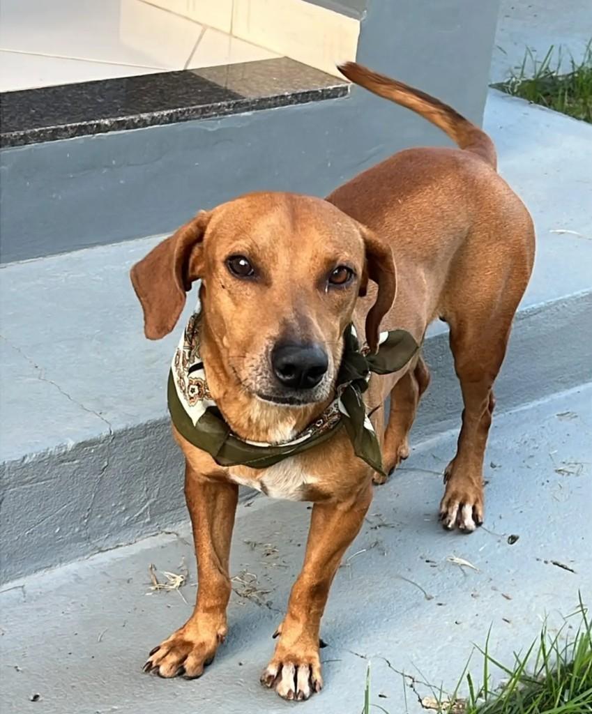 Anjo Órfão, cachorro de porte pequeno para adoção em Ji-Paraná - RO