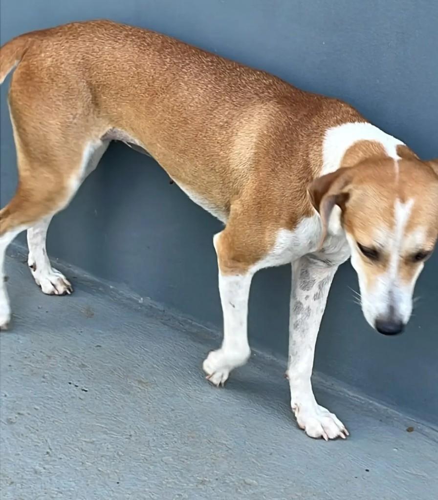 Princesa, cachorro de porte médio para adoção em Ji-Paraná - RO