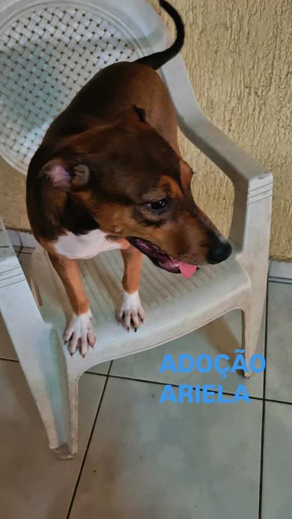 Ariela, cadela de porte médio para adoção em São Paulo - SP