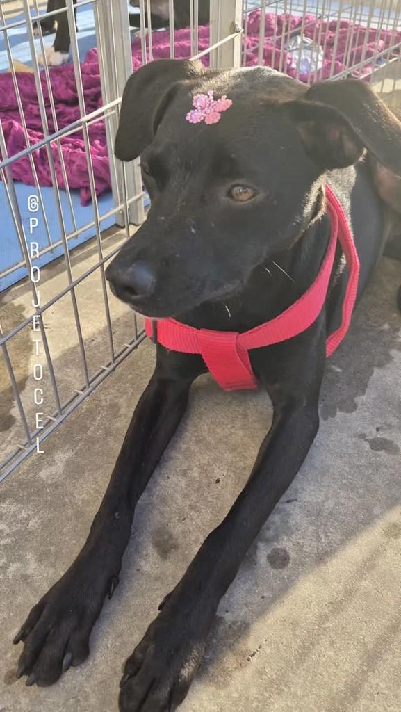Lili, cachorro de porte médio para adoção em São Paulo - SP