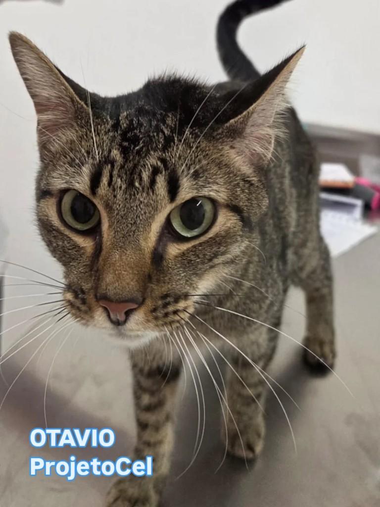 Otávio, gato para adoção em São Paulo - SP