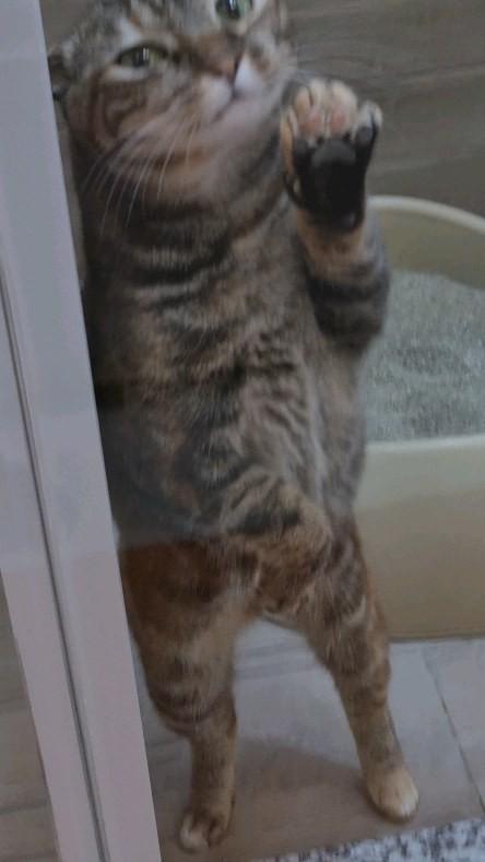 Mexerica, gato de porte médio para adoção em São Paulo - SP