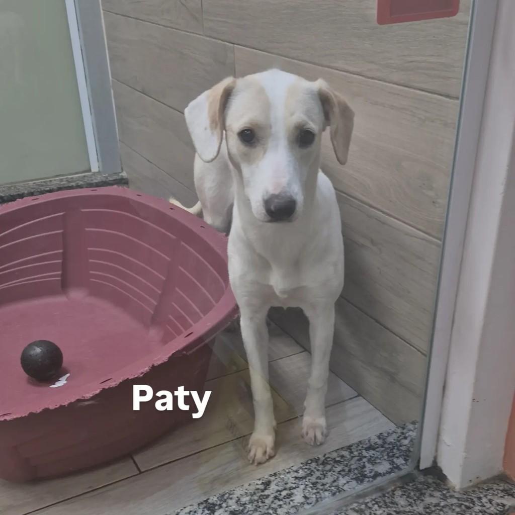 Paty, cachorro de porte médio para adoção em São Paulo - SP