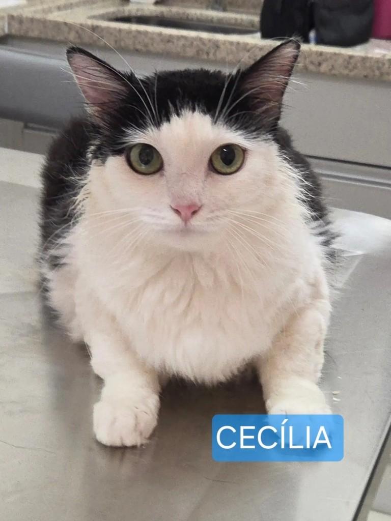 Cecilia, gato de porte médio para adoção em São Paulo - SP