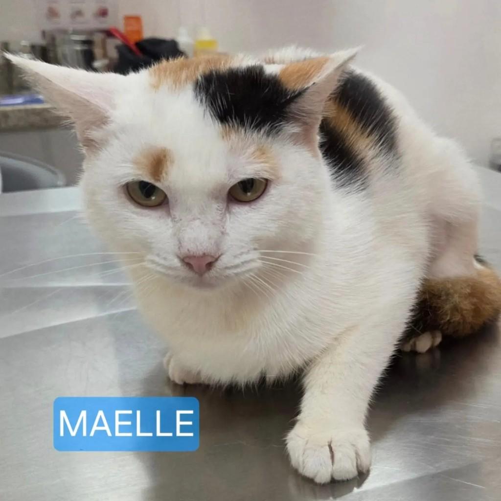 Maelle, gato de porte médio para adoção em São Paulo - SP