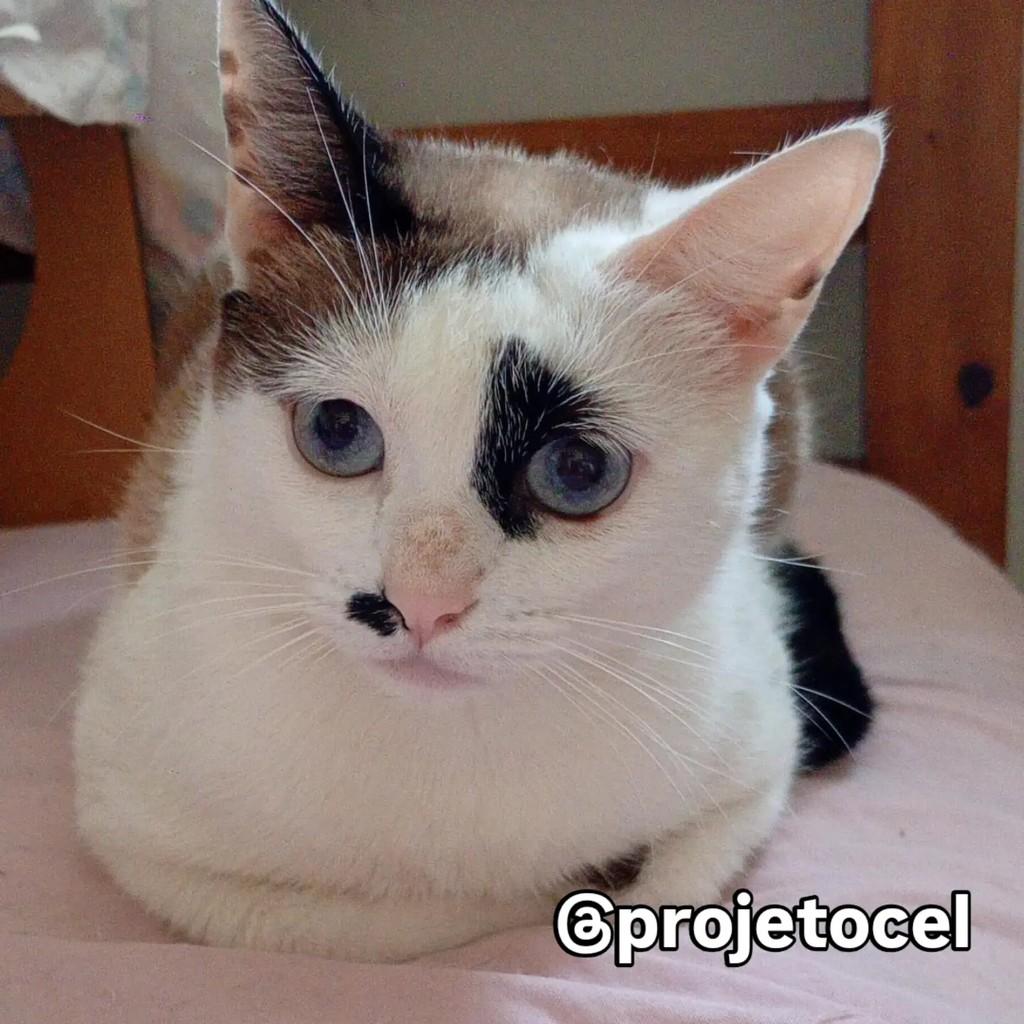 Lili, gato de porte pequeno para adoção em São Paulo - SP