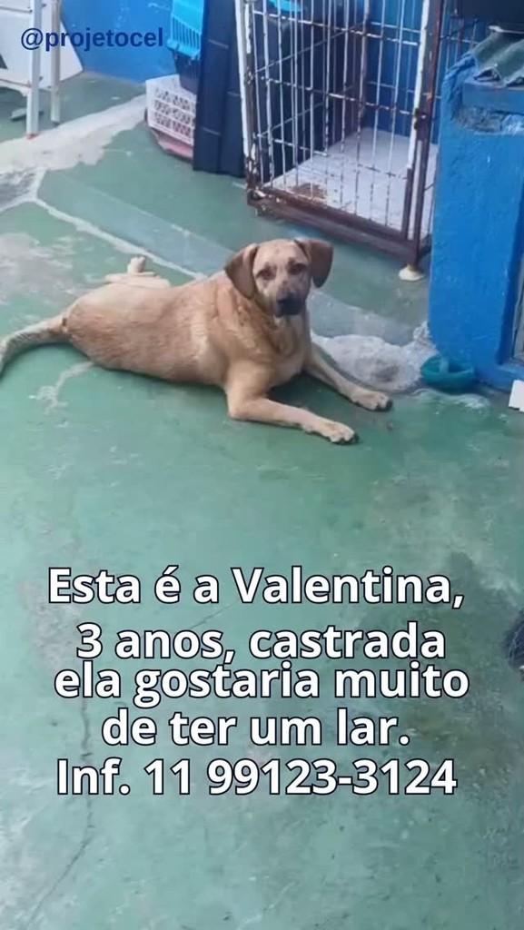 Valentina, cadela de porte médio para adoção em São Paulo - SP