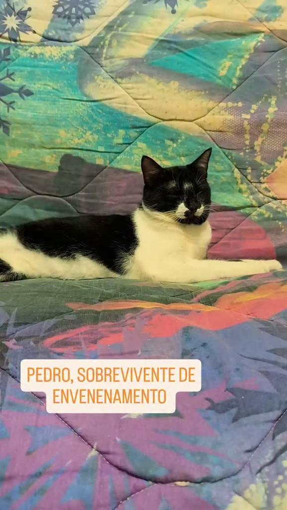 Pedro, gato de porte médio para adoção em Santa Rita - PB
