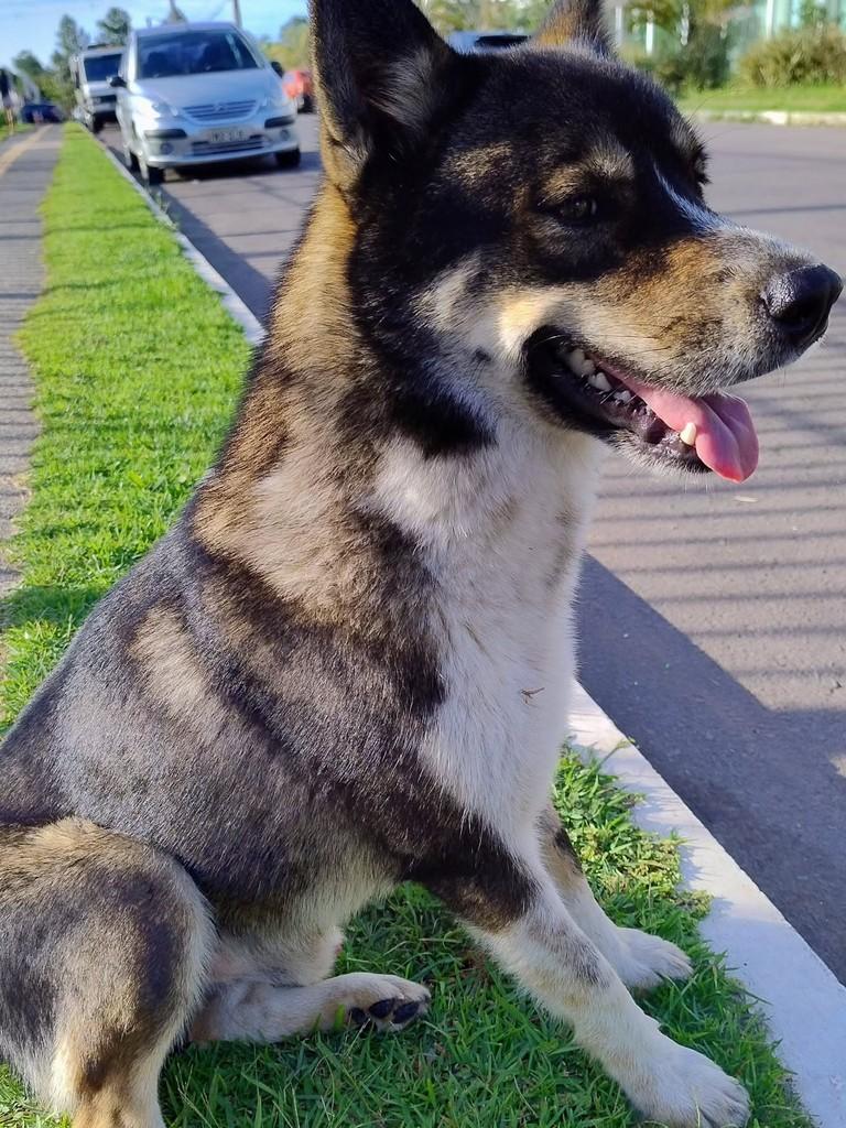 Lobo, cachorro de porte grande para adoção em São Leopoldo - RS