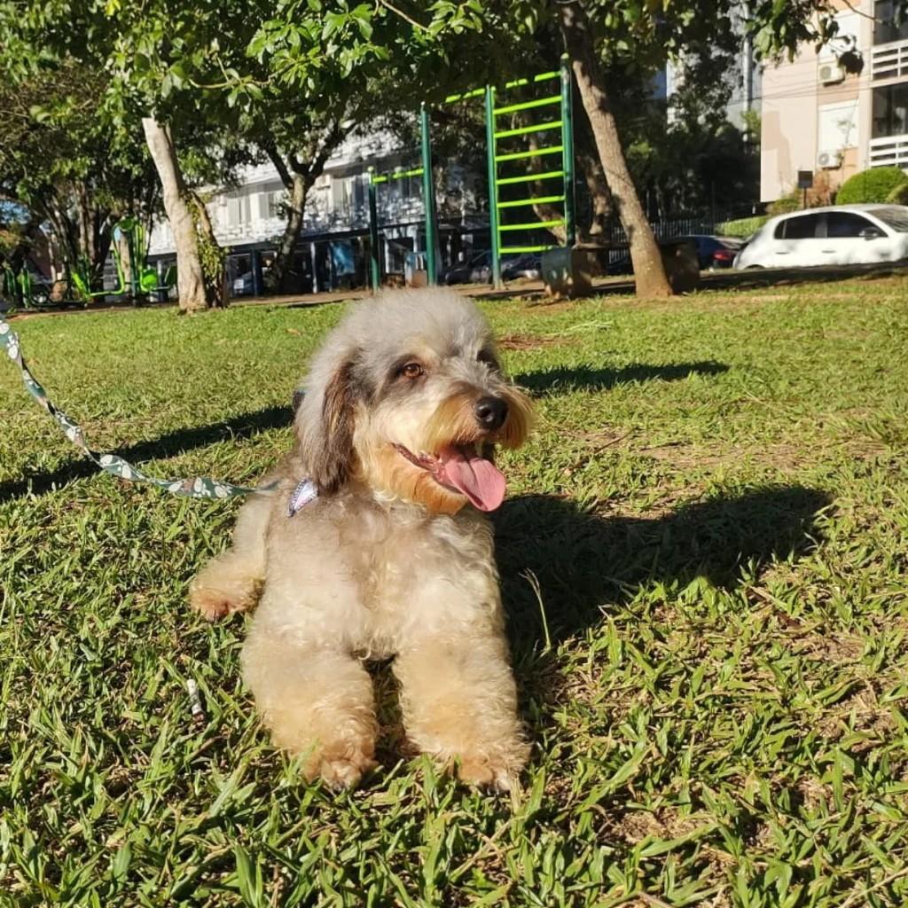 Boby, cachorro de porte médio para adoção em São Leopoldo - RS