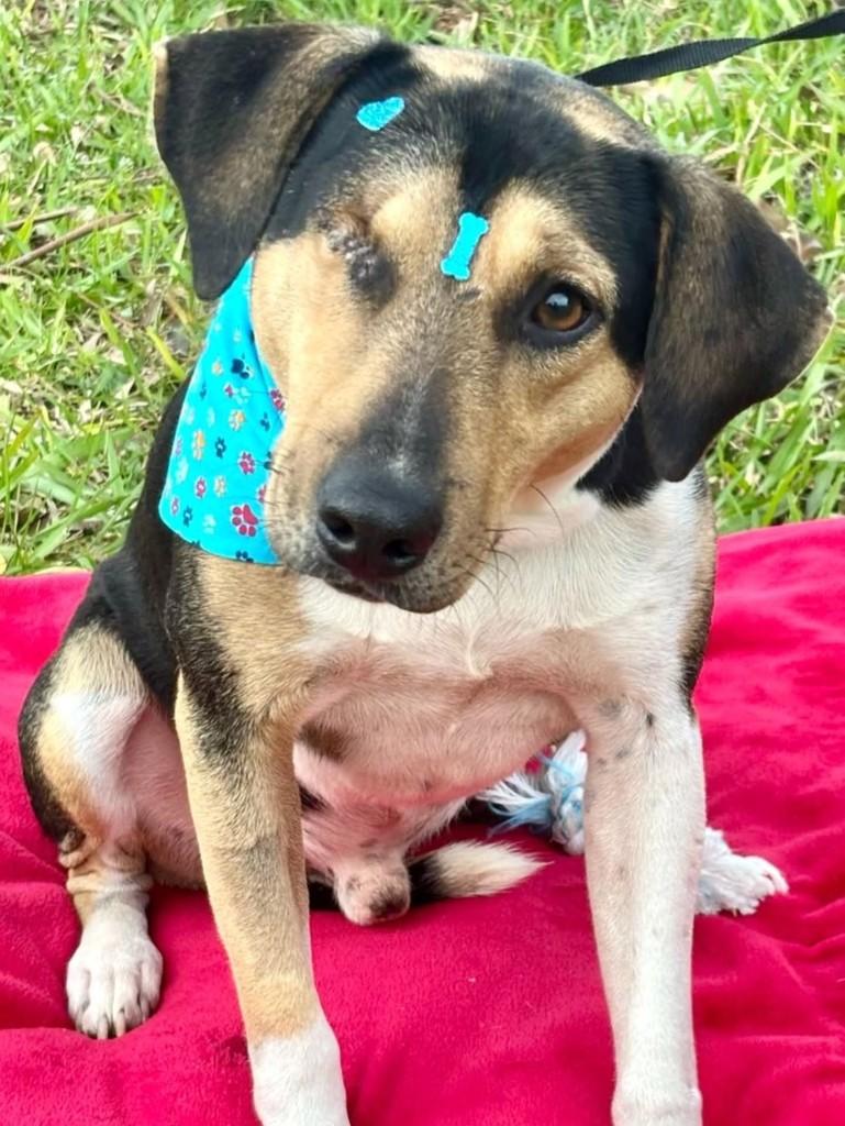 Lennon, cachorro de porte médio para adoção em São Leopoldo - RS