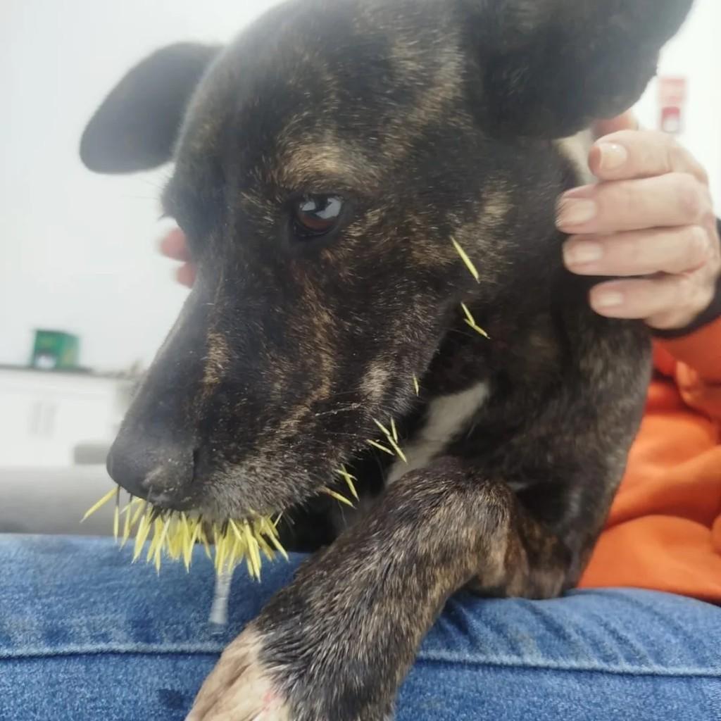 Ritinha, cachorro de porte médio para adoção em São Leopoldo - RS