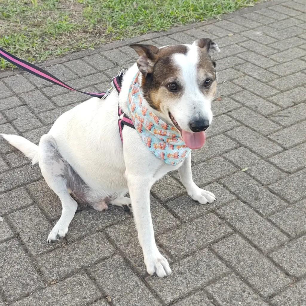 Jimmy, cachorro de porte médio para adoção em São Leopoldo - RS