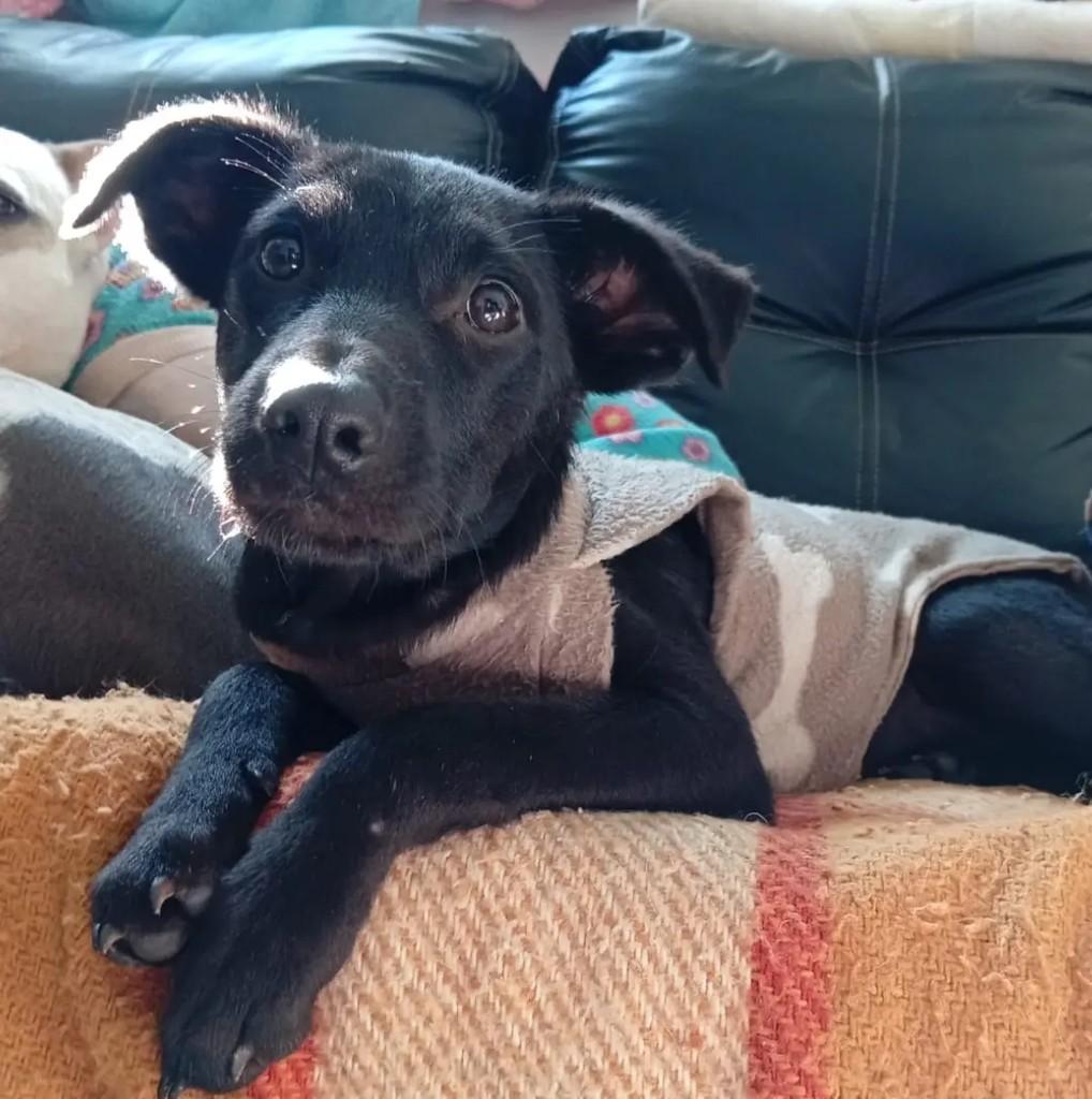Fausto, cachorro de porte médio para adoção em São Leopoldo - RS
