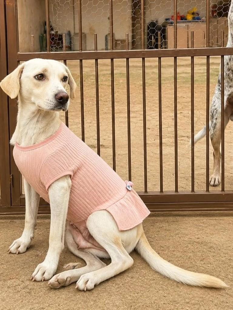 Mimosa, cadela de porte pequeno para adoção em São Leopoldo - RS