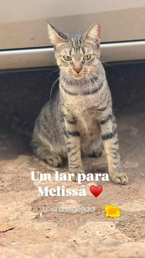 Melissa, gata de porte médio para adoção em Goiânia - GO
