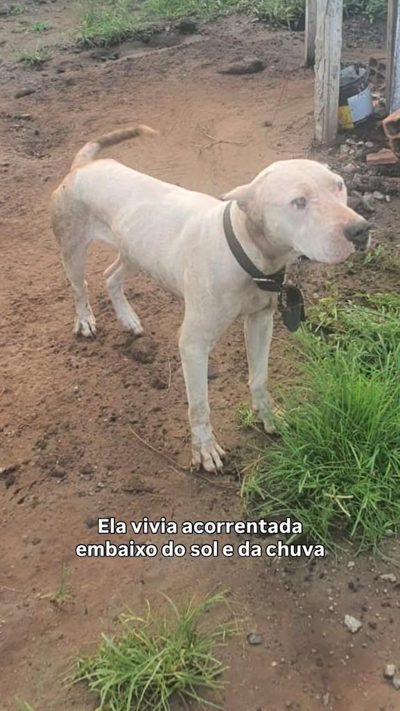 Jade, cachorro de porte médio para adoção em Peruíbe - SP