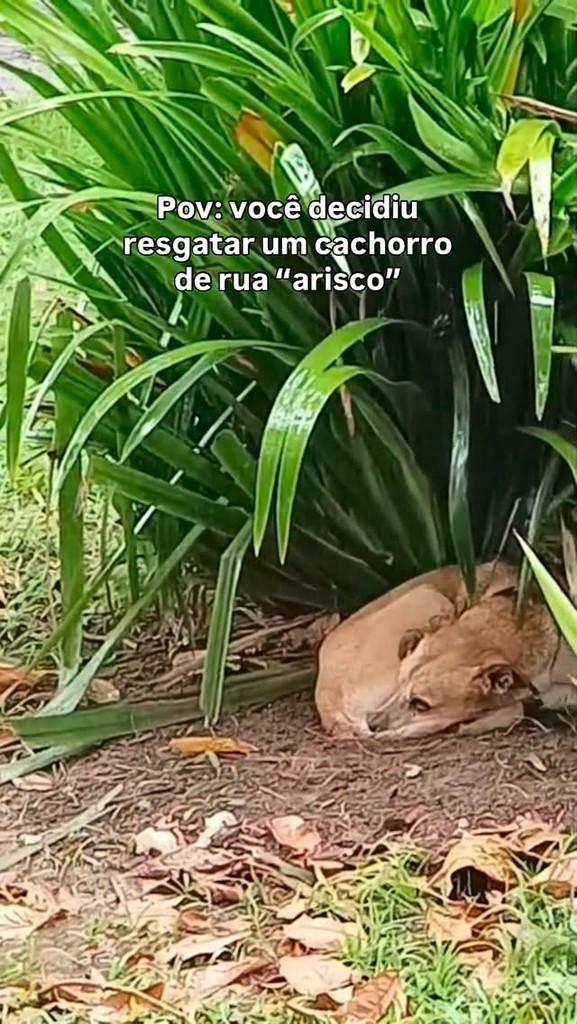 Alfredinho, cachorro de porte pequeno para adoção em Peruíbe - SP
